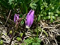 Dodecatheon jeffreyi