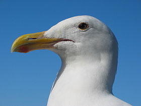 Seagull