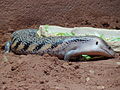 Deutsch: Gemeiner Blauzungenskink (Tiliqua scincoides) im Fossilium des Tierparks Bochum. English: Eastern blue-tongued lizard (Tiliqua scincoides) in the fossilium of the Tierpark Bochum, Germany.   This file was uploaded with Commonist.