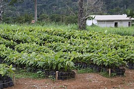 Pépiniere de cacao.jpg