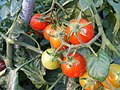 Little tomatoes on the bush