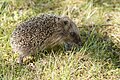 * Nomination: Juvenile West European Hedgehog (Erinaceus europaeus). --kallerna 14:44, 15 August 2009 (UTC) * * Review needed