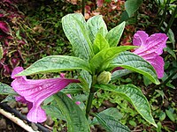 Ruellia macrantha