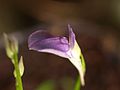 Utricularia babui flora