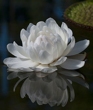 "Flower from the Giant Amazon Water Lilly (Victoria amazonica) at the Adelaide Botanic Garden."