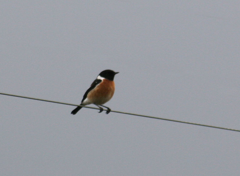 File:African Stonechat - Male.jpg