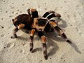 * Nomination Mexican flameknee birdeater. Female (Brachypelma auratum) --George Chernilevsky 11:55, 20 August 2009 (UTC) * Promotion Kind of dark in some spots but overall a good image. ----Korall 13:47, 20 August 2009 (UTC)