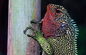 May 16: A male Enyalioides rubrigularis lizard.