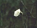 Magnolia salicifolia