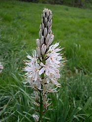 Asphodelus flower