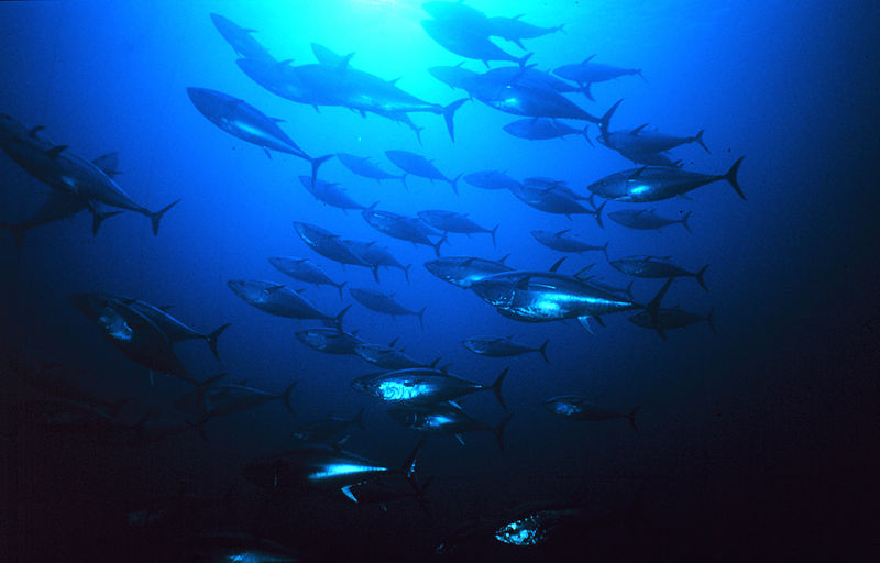 File:Group of tuna.jpg