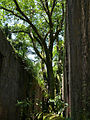 * Nomination Tree growing in a hallway of the cellblock building. Saint Joseph's Island, French Guiana. Made by User:Arria Belli -- Rama 21:28, 20 December 2007 (UTC) * Decline Full of artefacts. Lycaon 20:06, 22 December 2007 (UTC)