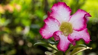 Kamboja (Adenium).jpg