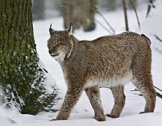 28.11.11 Luchs