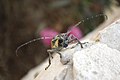 * Nomination Mango tree borer, a very large alien-looking beetle. --Vladan Radmilovic 06:52, 14 August 2009 (UTC) * Promotion Shallow DOF gives attention to the face -- Korall 19:28, 14 August 2009 (UTC)