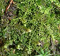 Lepidozia reptans & Scapania nemorea Germany - Schwäbisch-Fränkische Waldberge