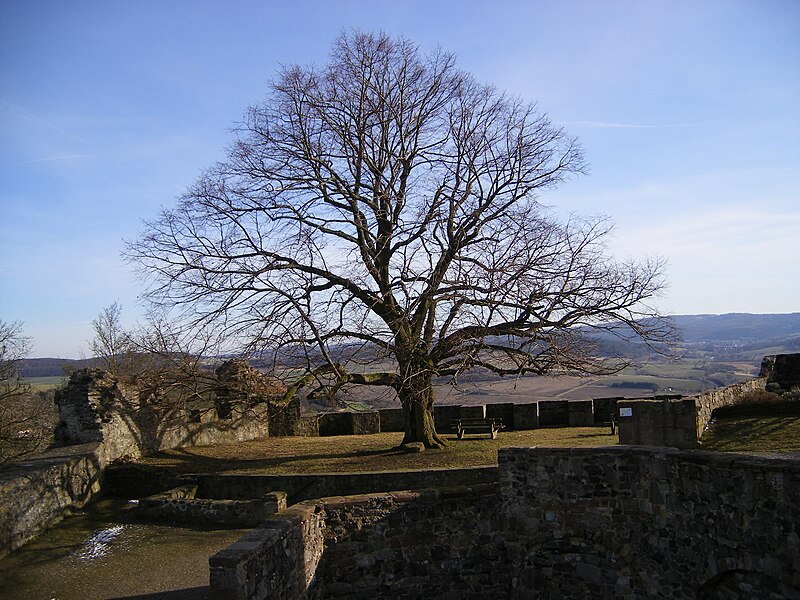 File:Baum auf der Burg.JPG