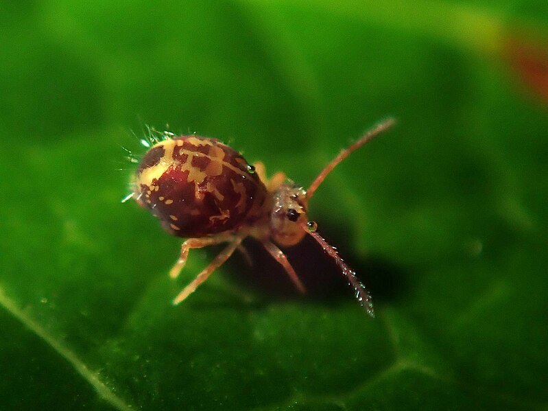 File:Dicyrtomina ornata 56796464.jpg