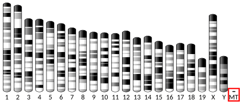 File:Ideogram house mouse chromosome MT.svg