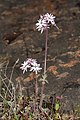   Lithophragma parviflorum