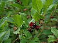 variety involucrata, Santa Fe National Forest, New Mexico