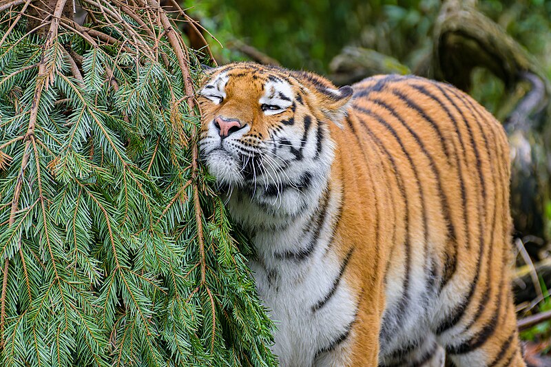 File:Siberian Tiger - 53009145478.jpg