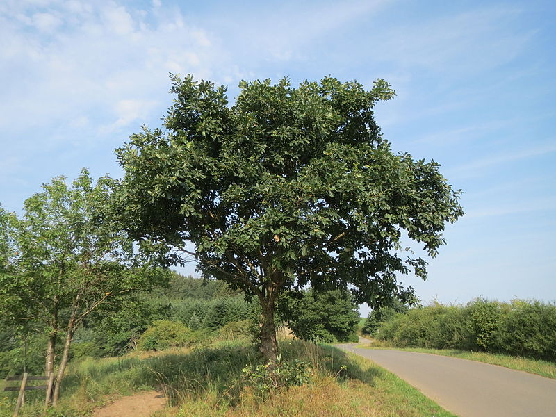 File:20150813Quercus petraea1.jpg