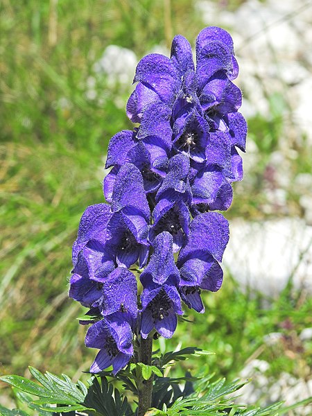 File:Aconitum napellus (43084672805).jpg