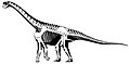 Skeletal of Camarasaurus