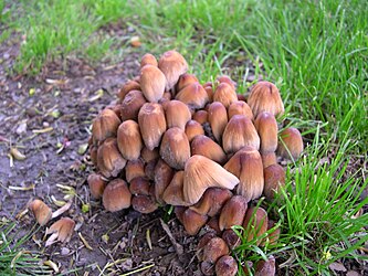 Coprinus micaceus