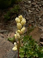 Heuchera cylindrica