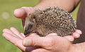 * Nomination Juvenile West European Hedgehog (Erinaceus europaeus). --kallerna 17:39, 5 August 2009 (UTC) * Promotion cute --Mbdortmund 20:48, 5 August 2009 (UTC)