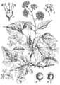 Hedera helix Bršlján plate 77 in: Martin Cilenšek: Naše škodljive rastline Celovec (1892)