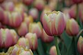 "Pink_and_yellow_tulip.jpg" by User:Wilfredor