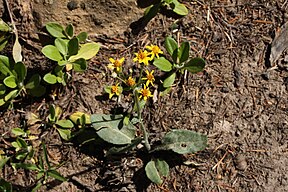 Senecio integerrimus