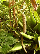 Anthurium andicola