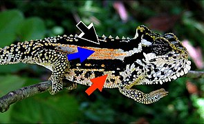 June 21: Selection for social signalling drives the evolution of chameleon colour change.