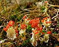 * Nomination: Cladonia (Tierra del Fuego, Patagonia) --Butterfly voyages 05:31, 26 July 2009 (UTC) * * Review needed