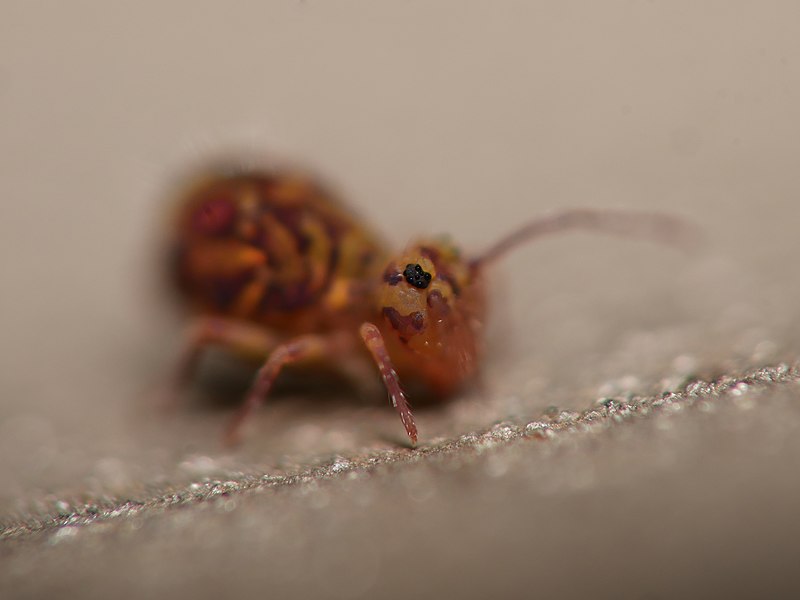 File:Dicyrtomina ornata 62239304.jpg