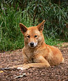 wildlife sanctuary/rescue center in South-eastern Australia