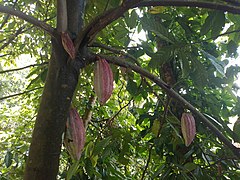 Fruitful cocoa tree(cheche).jpg