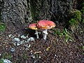 * Nomination: Amanita muscaria, Val Genova (TN, Italy) --Syrio 09:58, 16 October 2024 (UTC) * * Review needed