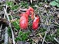 Monotropa hypopitys