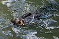 * Nomination: Nutria from Venezuela --The Photographer 15:23, 27 November 2012 (UTC) * Review (+) Sharp face although the animal is moving. (-) The strong light effects on the water makes it difficult to fokus on the subject of the image. In my view a more croped version would be better. --W like wiki 18:31, 27 November 2012 (UTC)