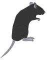 Rat Illustration.svg