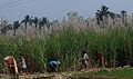 Sugar cane harvest