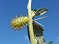 Stem with spines and female flower basket