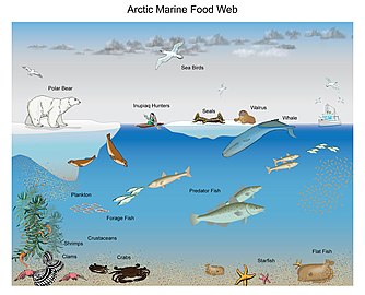 Arctic marine food web