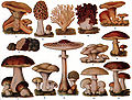 different edible mushrooms