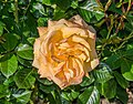 * Nomination Rosa 'Amber Flush' in Dunedin Botanic Garden, Dunedin, New Zealand. --Tournasol7 06:48, 29 June 2018 (UTC) * Promotion Good quality. --Berthold Werner 08:19, 29 June 2018 (UTC)